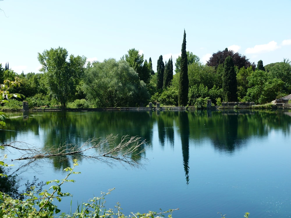 green trees beside lake during daytime