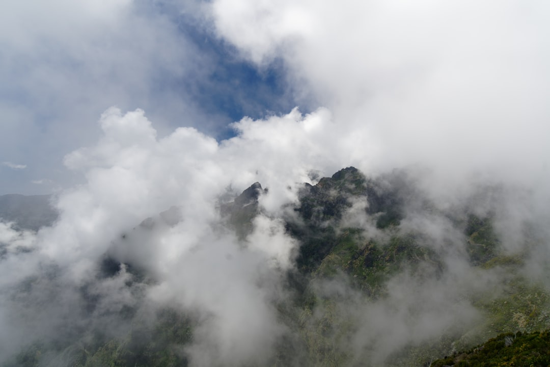 green trees under white clouds during daytime