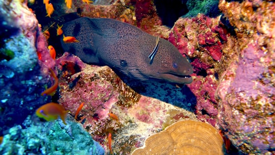 yellow and blue fish on brown coral reef in Marsa Alam Egypt