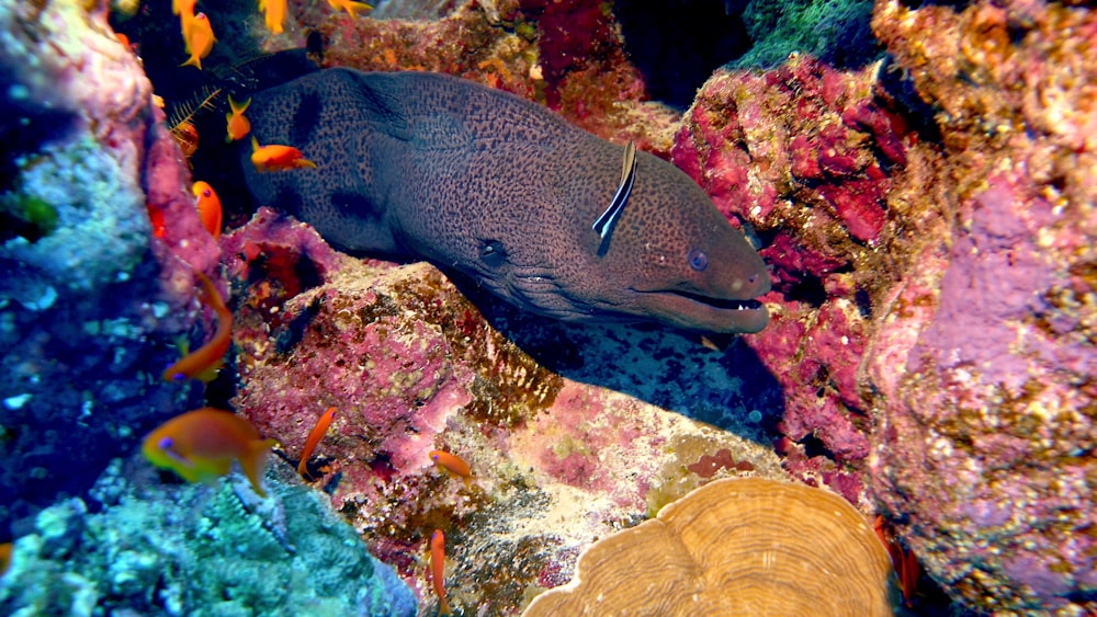 peixes amarelos e azuis no recife de coral marrom