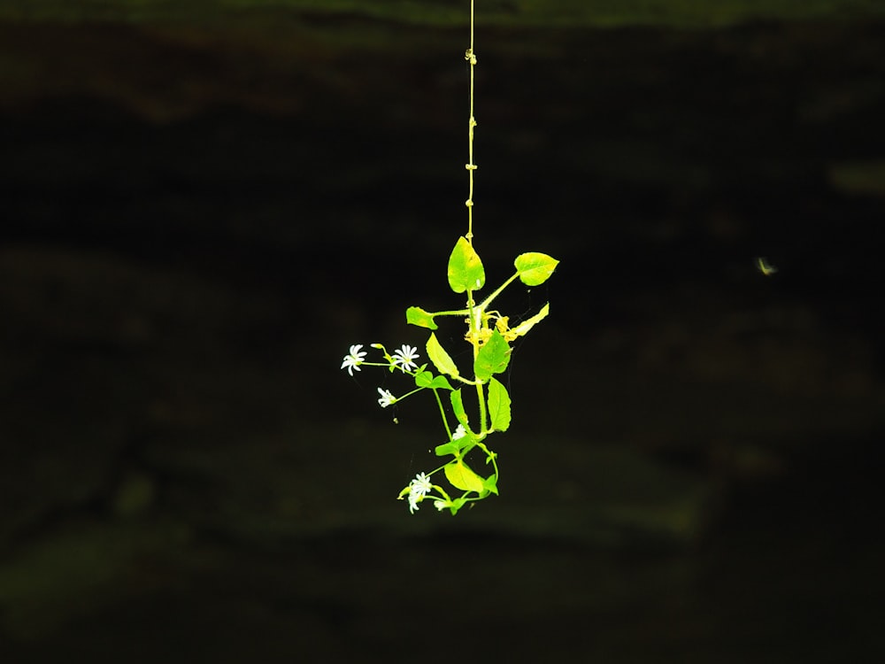 green leaf plant during daytime