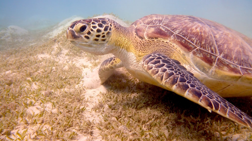 tartaruga marrom e preta na areia branca