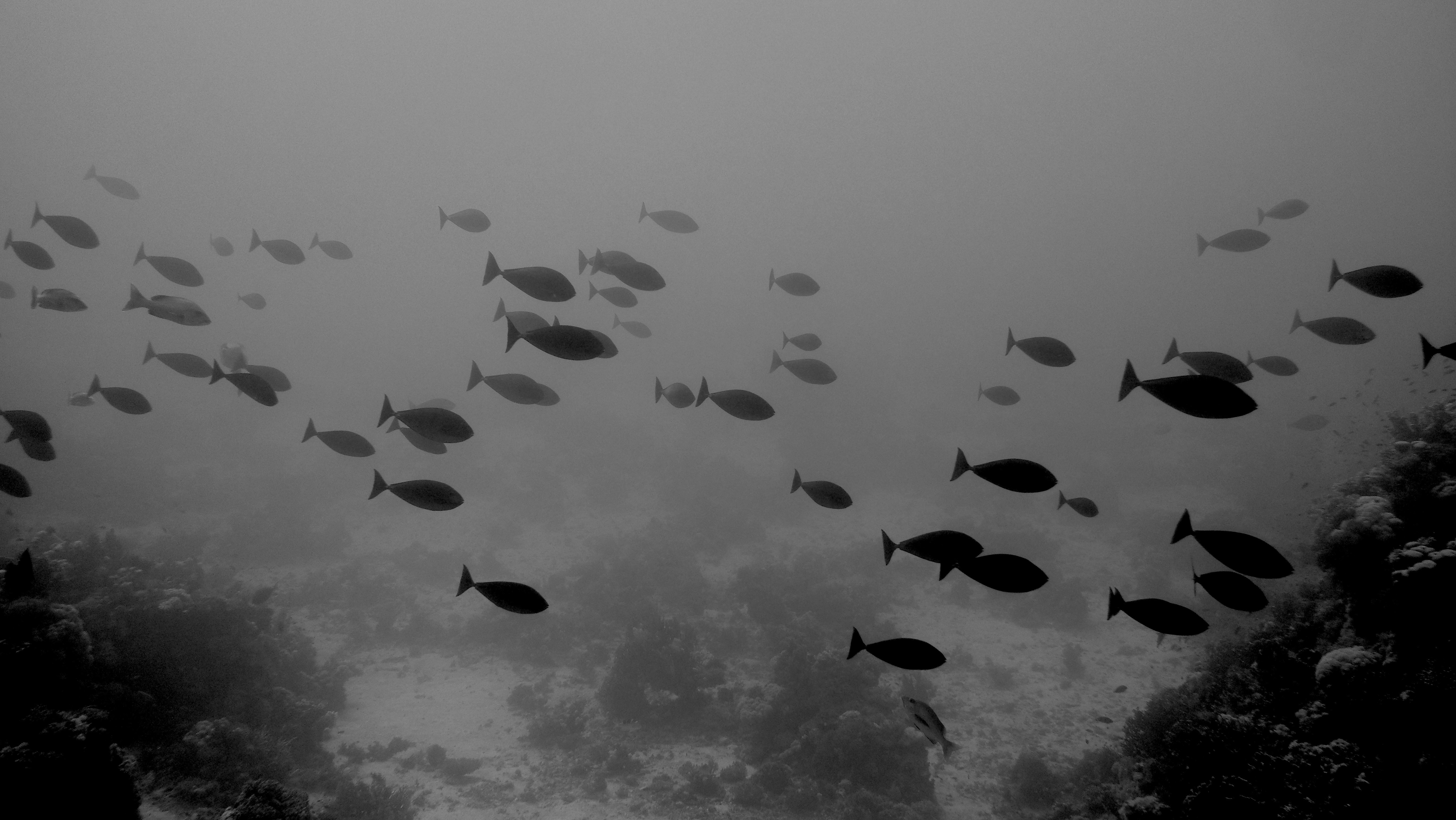 ikan hitam dan putih di bawah awan putih pada siang hari