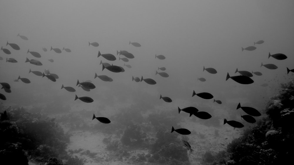 black and white fish under white clouds during daytime
