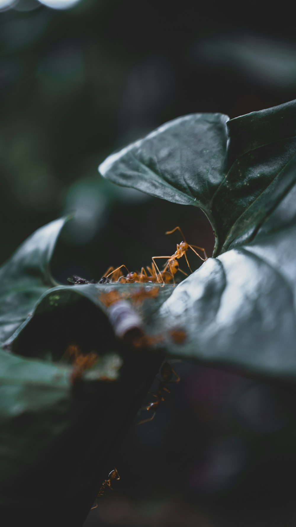 녹색 잎에 갈색 개미