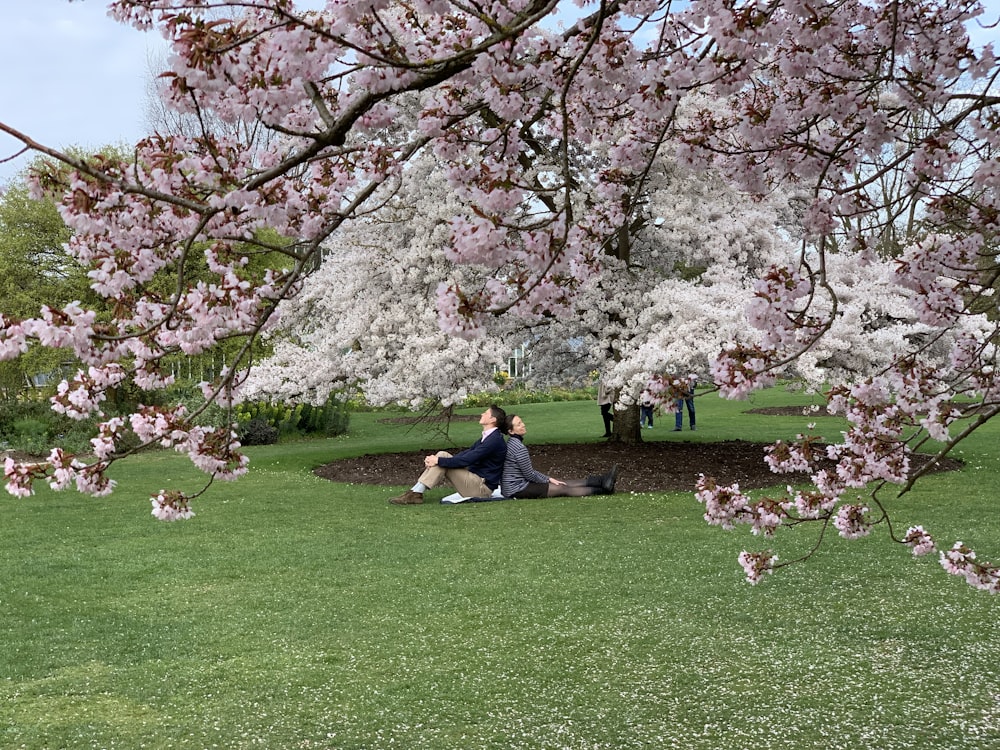 man and woman sitting on green grass field under pink cherry blossom tree during daytime