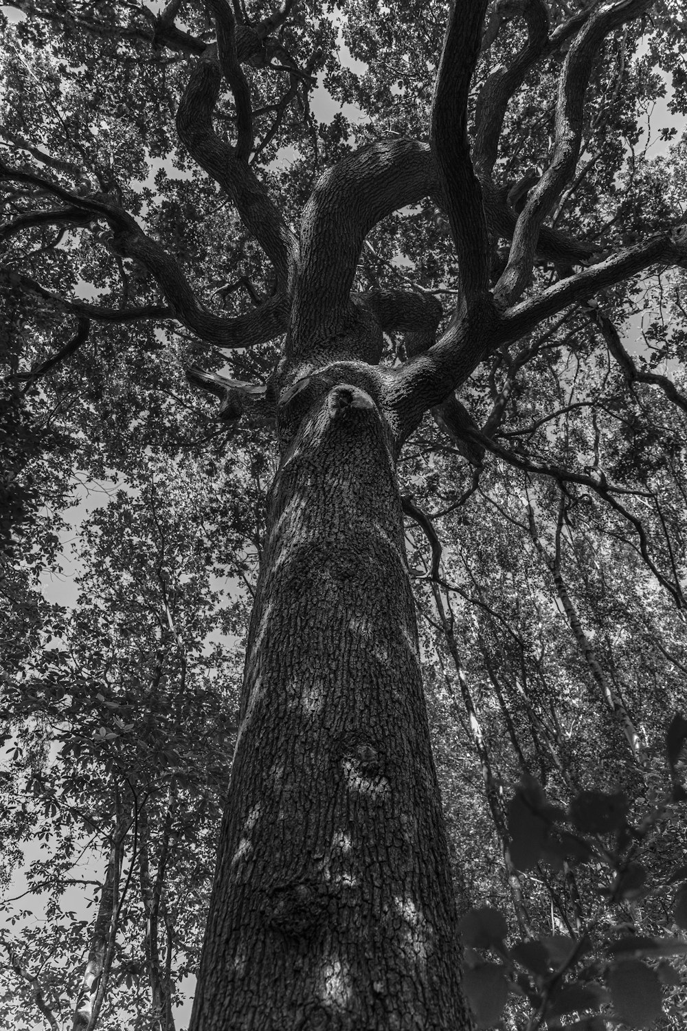 grayscale photo of tree trunk