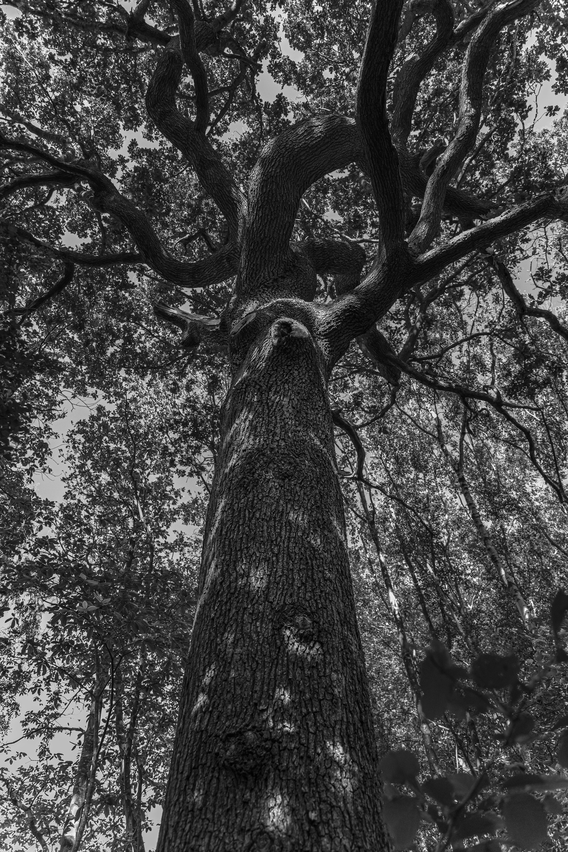 grayscale photo of tree trunk