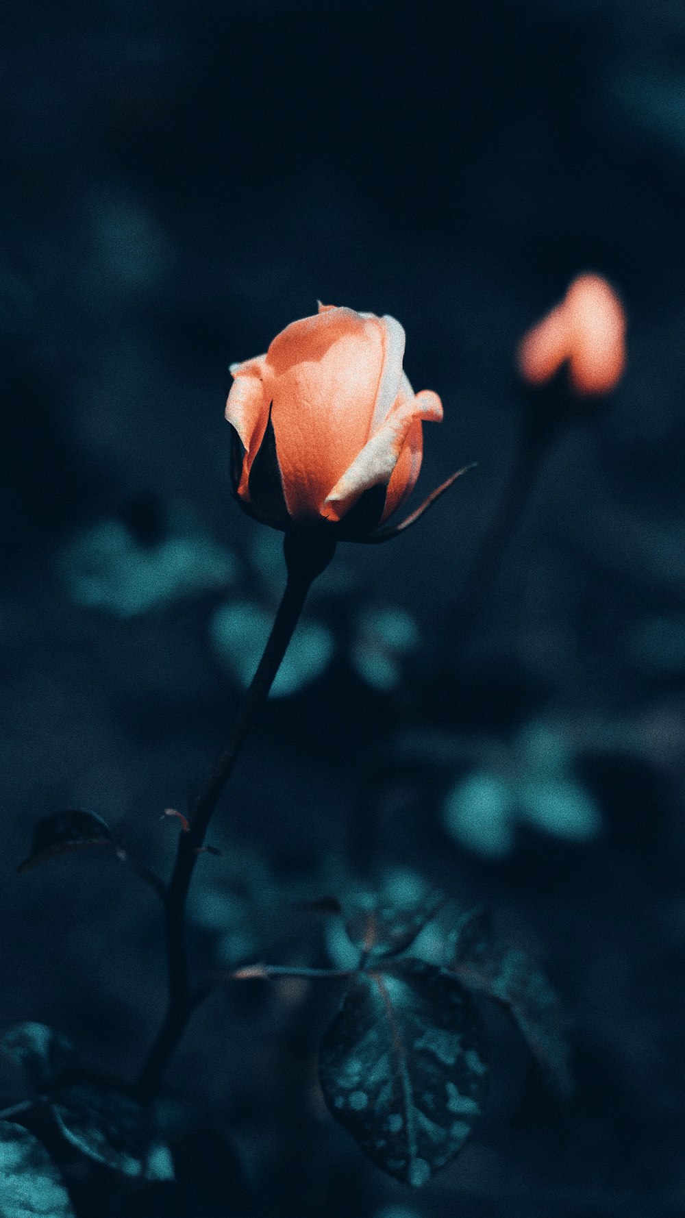 rosa alaranjada em flor durante o dia