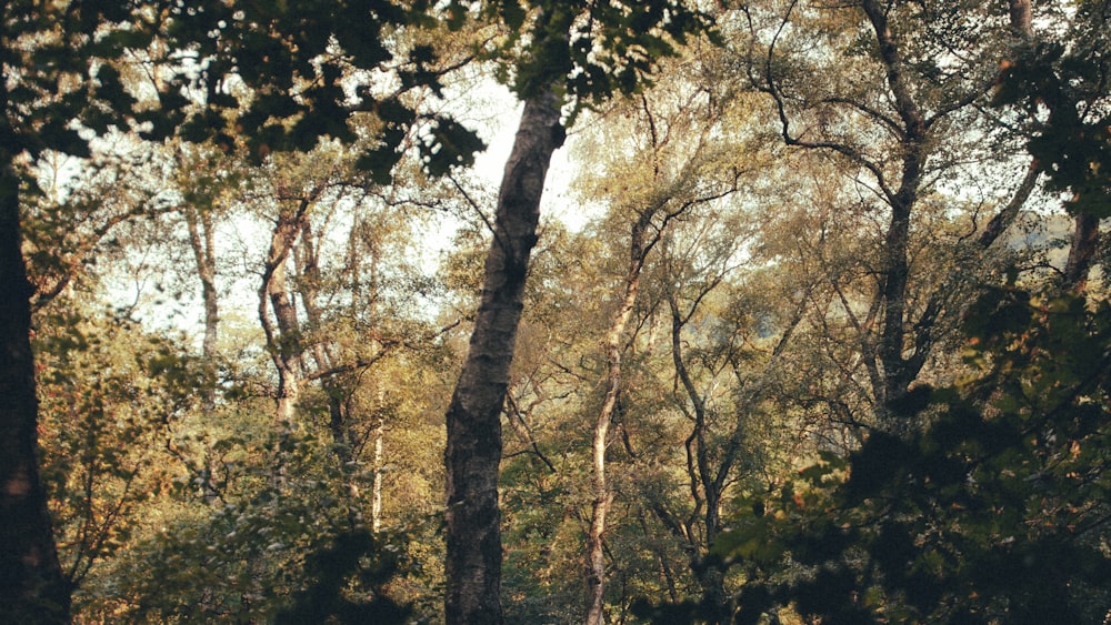 green and brown trees during daytime