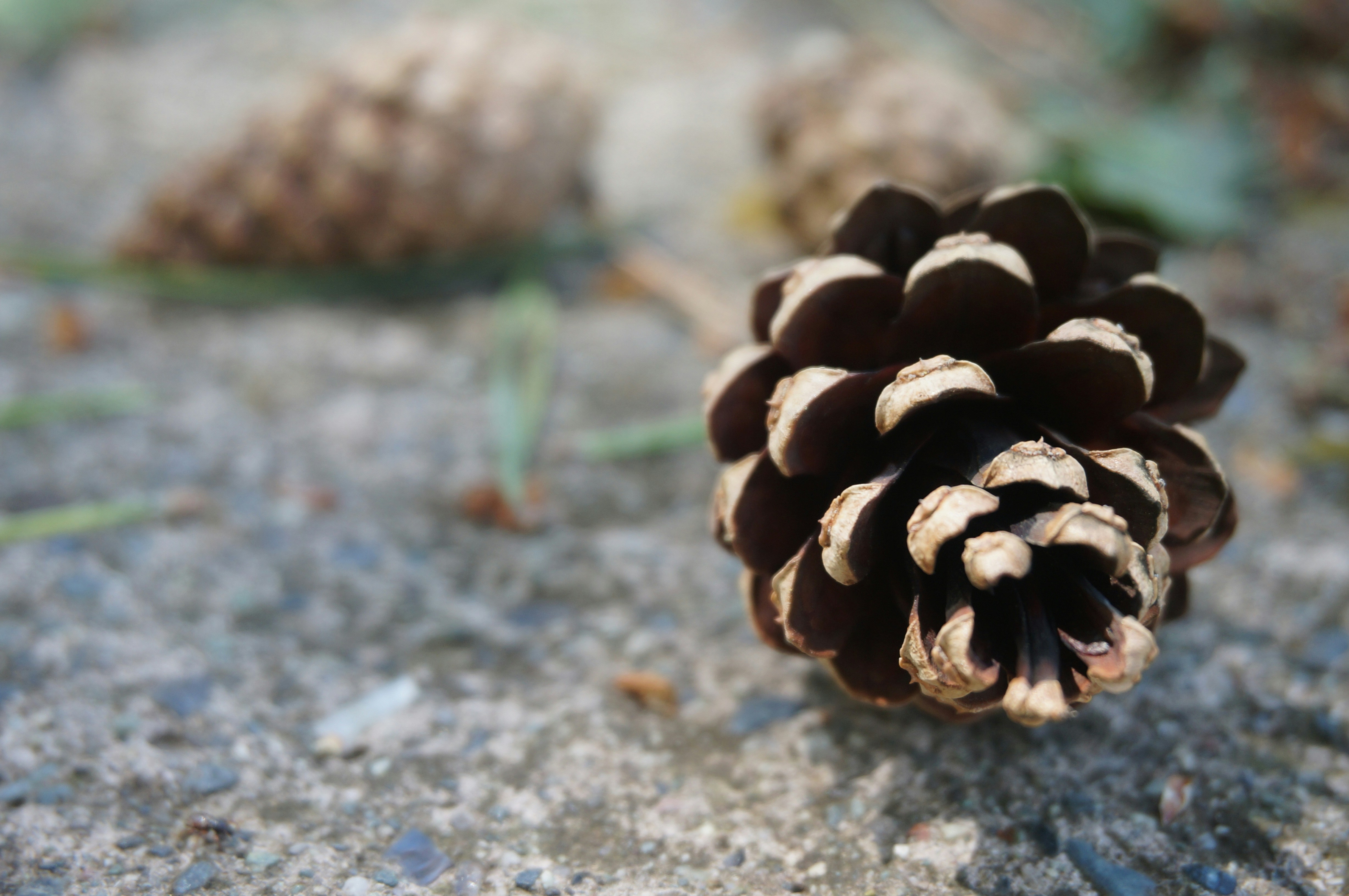 Pine Cone Pictures Download Free Images On Unsplash