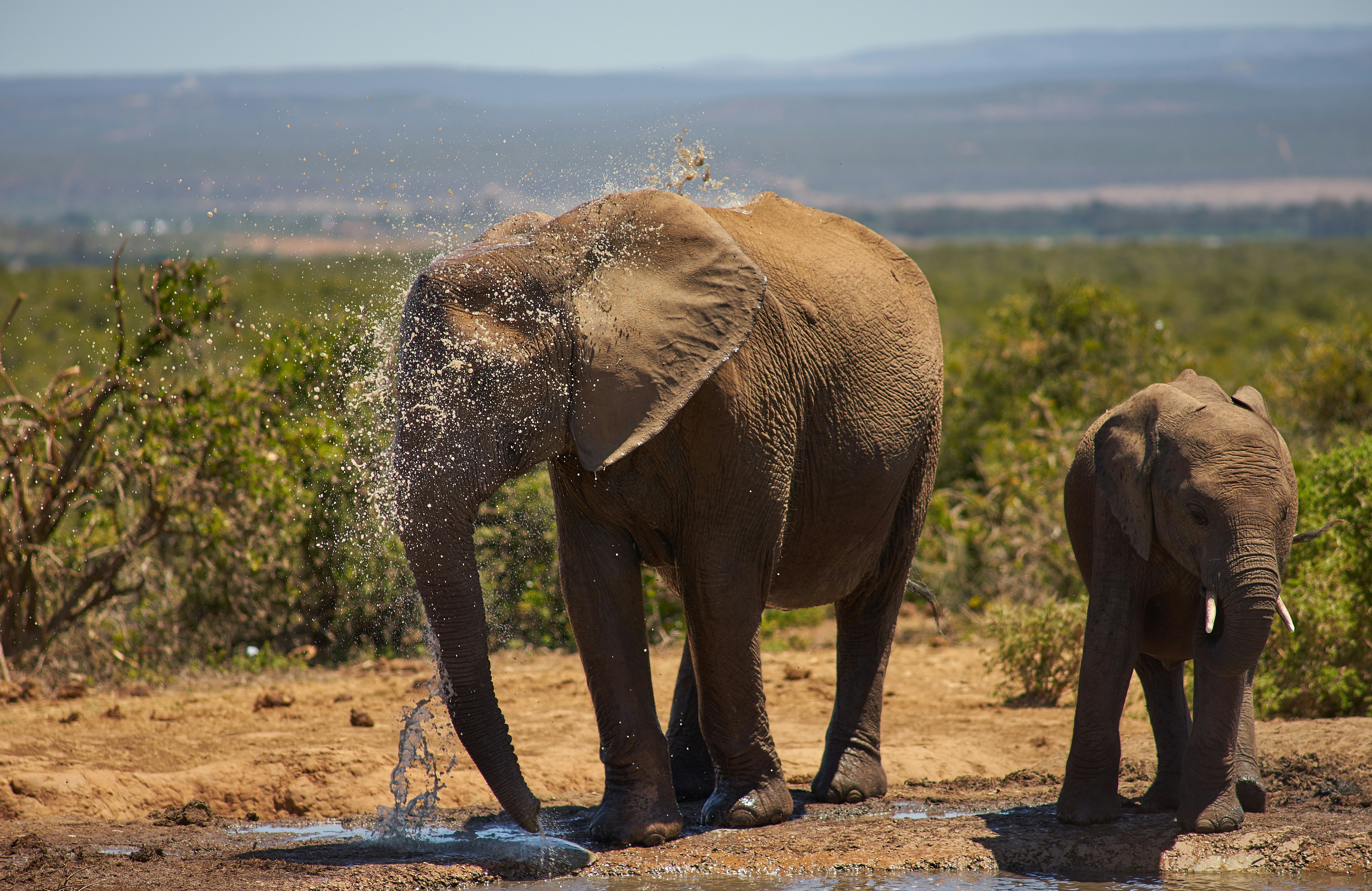 Photo by wolfgang_hasselmann