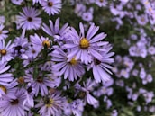 purple flowers in tilt shift lens