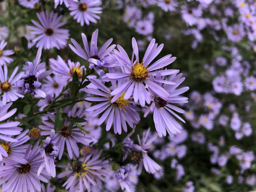 purple flowers in tilt shift lens