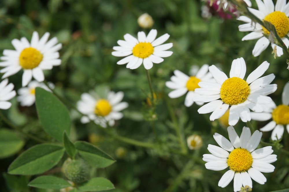 white and yellow daisy flowers