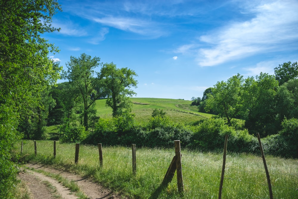 green grass field and green trees under blue sky during daytime