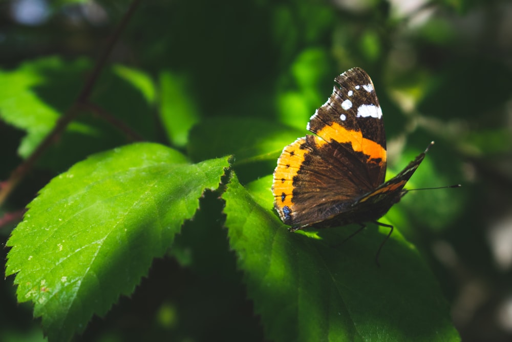 black orange and white butterfly on green leaf