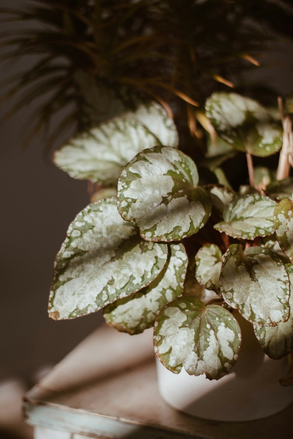 green and white leaf plant