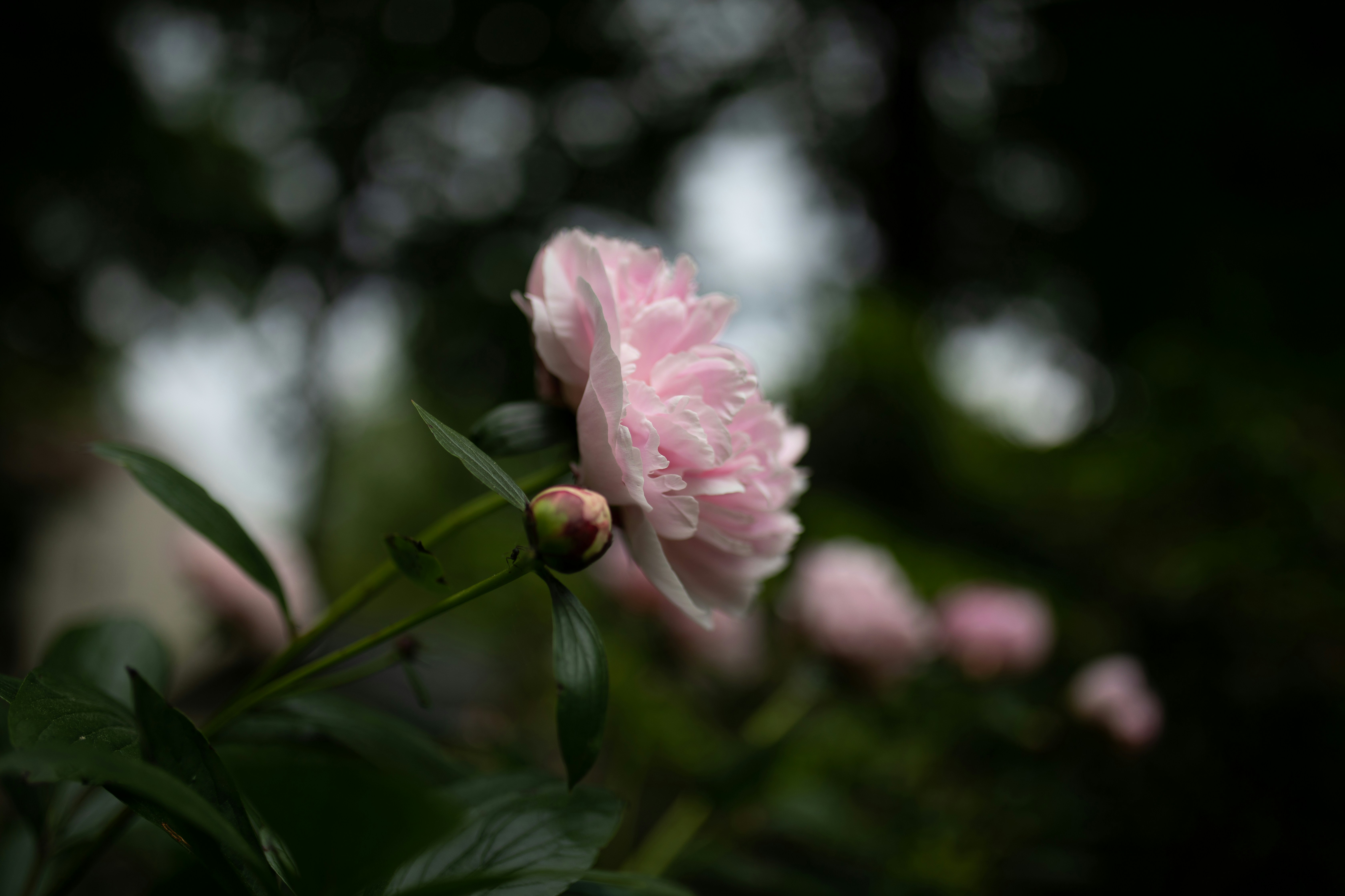 Photo by caid