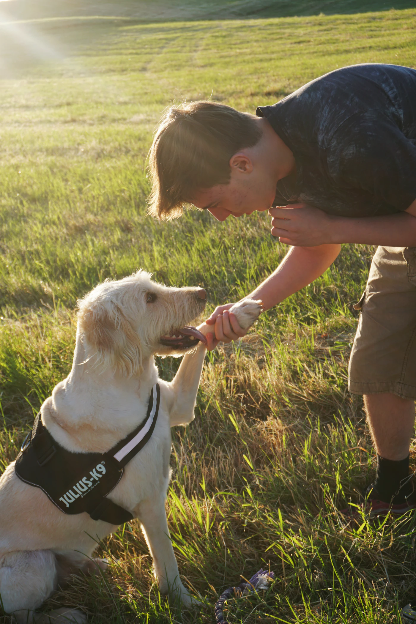 A young handler kneels in a golden-hour field while a light retriever in a working harness lifts a paw into his hand during a quiet training moment