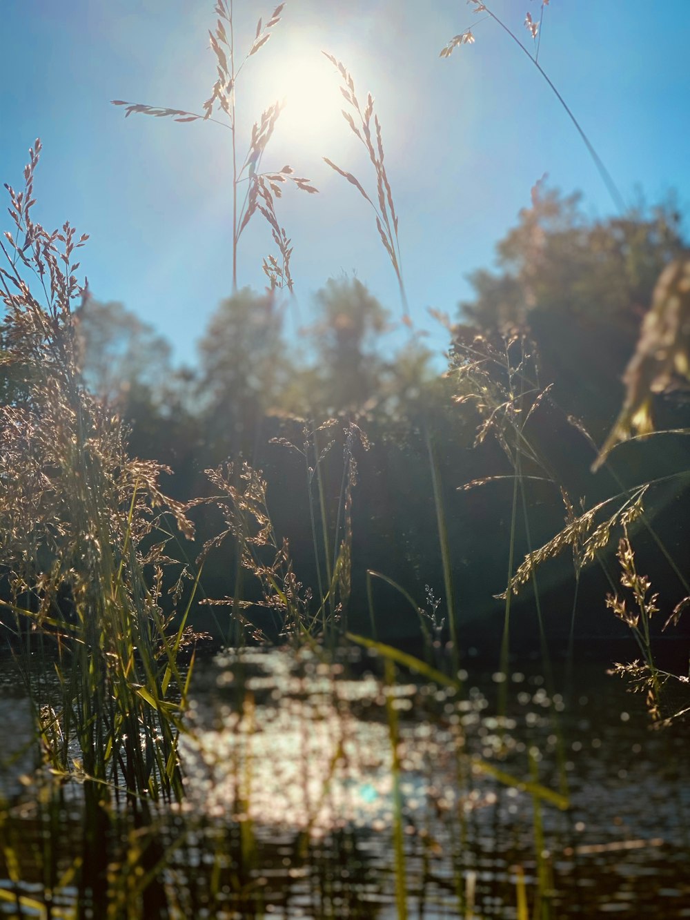 brown grass near body of water during daytime