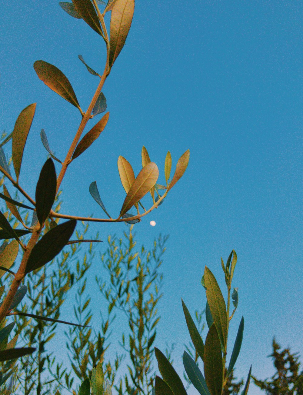 foglie verdi e marroni sotto il cielo blu durante il giorno