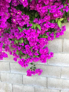 Clusters of bright Bougainvillea blossoms climbing a rustic wall in full bloom