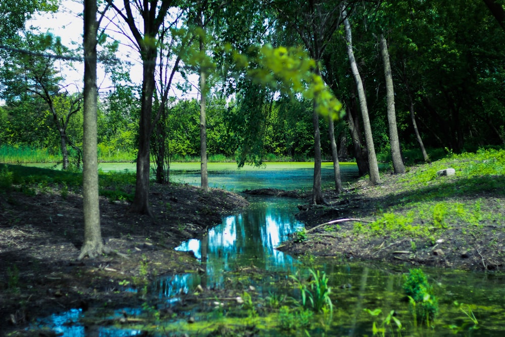 green trees beside river during daytime