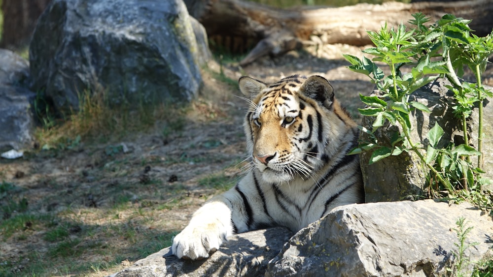 tiger lying on gray rock during daytime