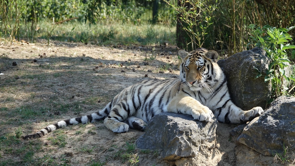 white and black tiger lying on ground during daytime