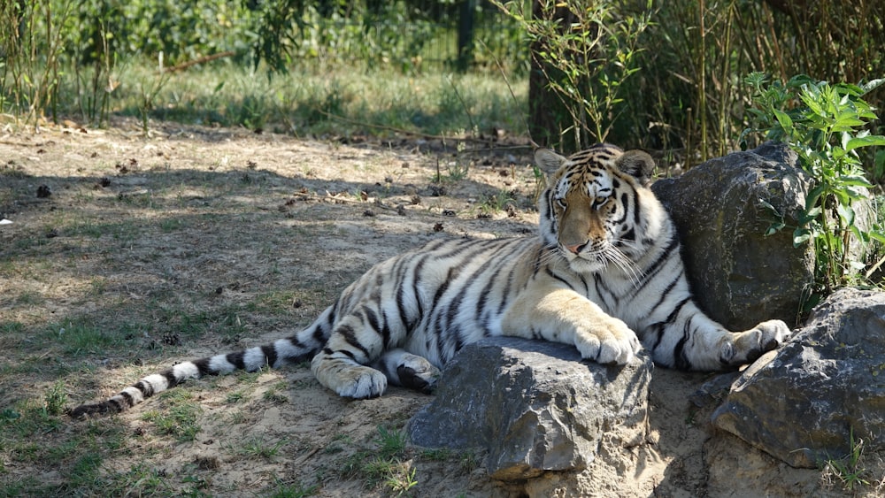 tigre bianca e nera sdraiata a terra durante il giorno