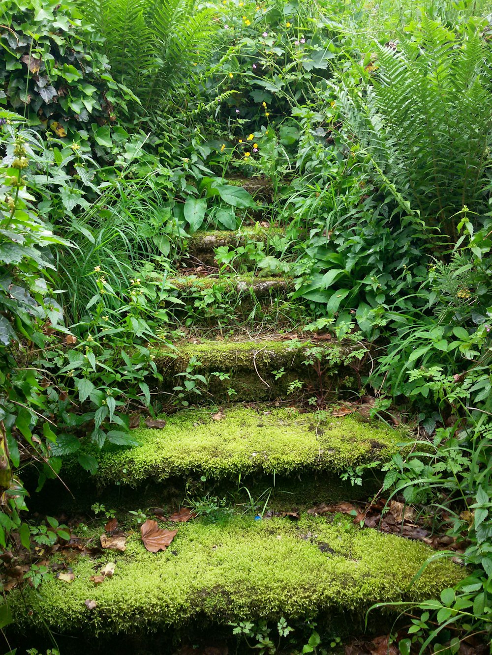 green grass field with green plants