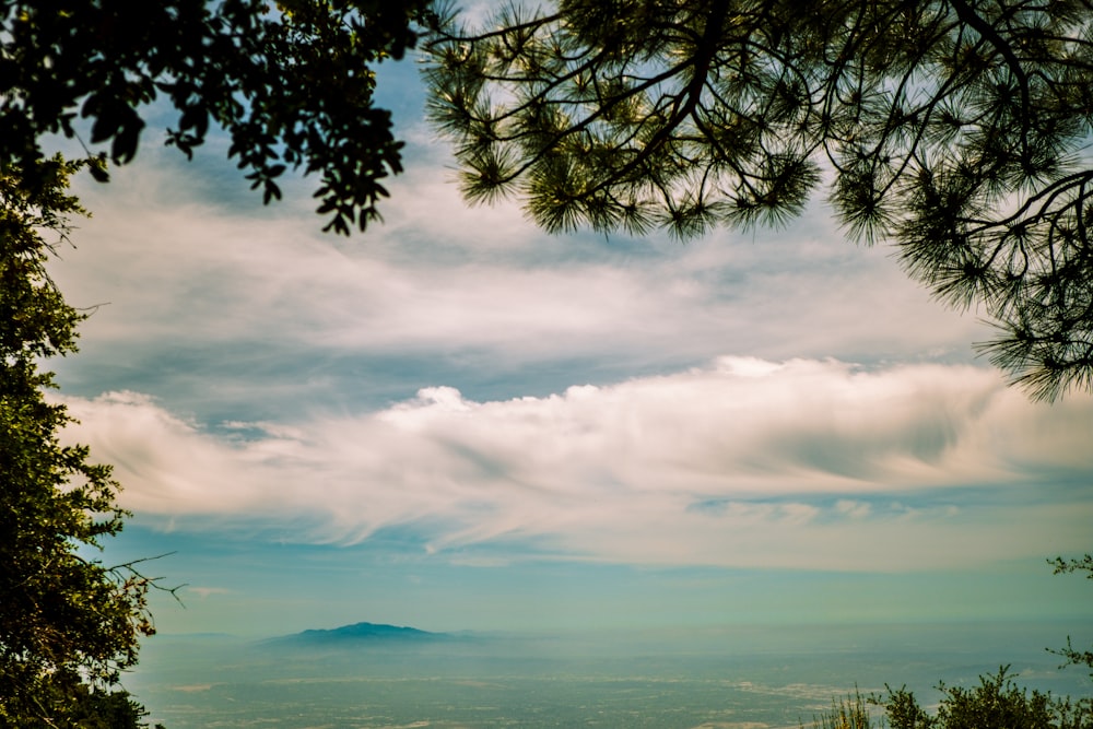 green tree under white clouds during daytime