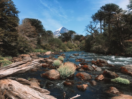 green grass on rocky shore during daytime in Volcán Lanín Argentina