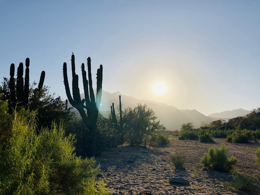 cactus plants on the ground during daytime