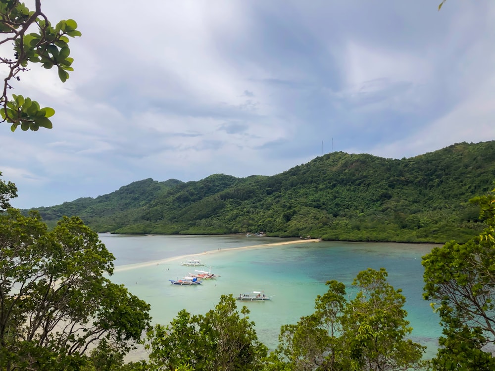 green trees near body of water under blue sky during daytime