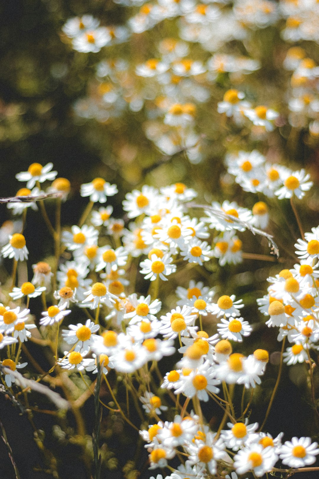 white and yellow flowers in tilt shift lens