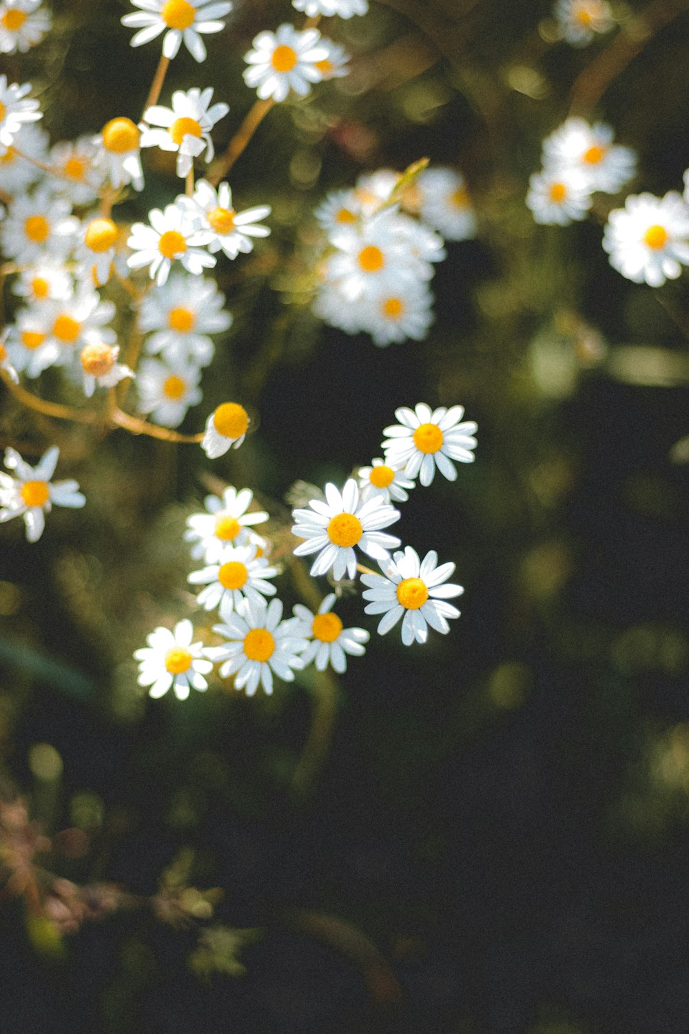 white and yellow flowers in tilt shift lens