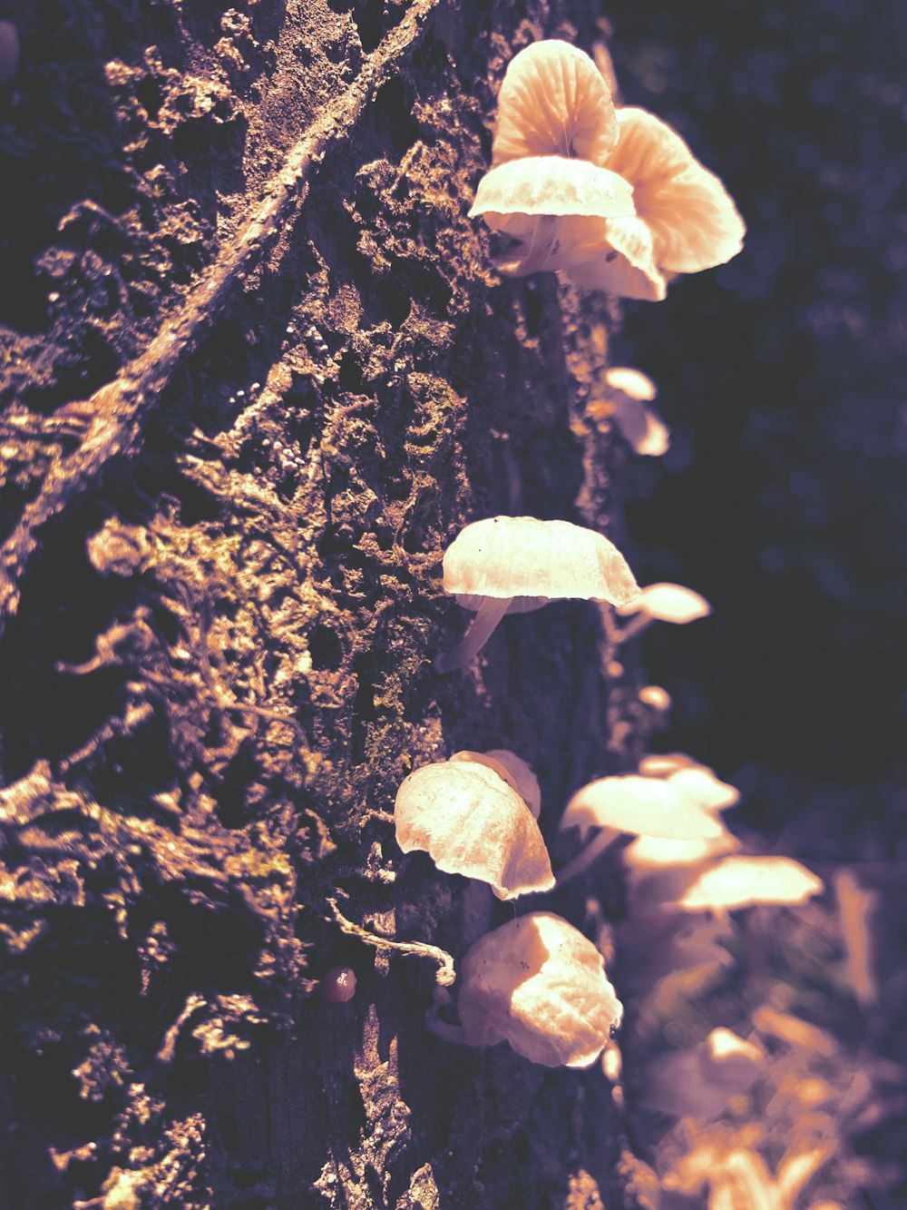 white mushrooms on black tree trunk