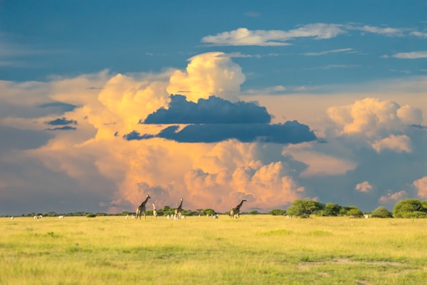 Perfect Weather & Season Guide for Exploring Botswana