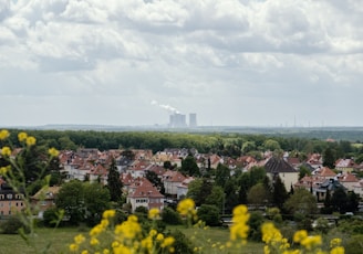 yellow flower field near city buildings under white clouds during daytime