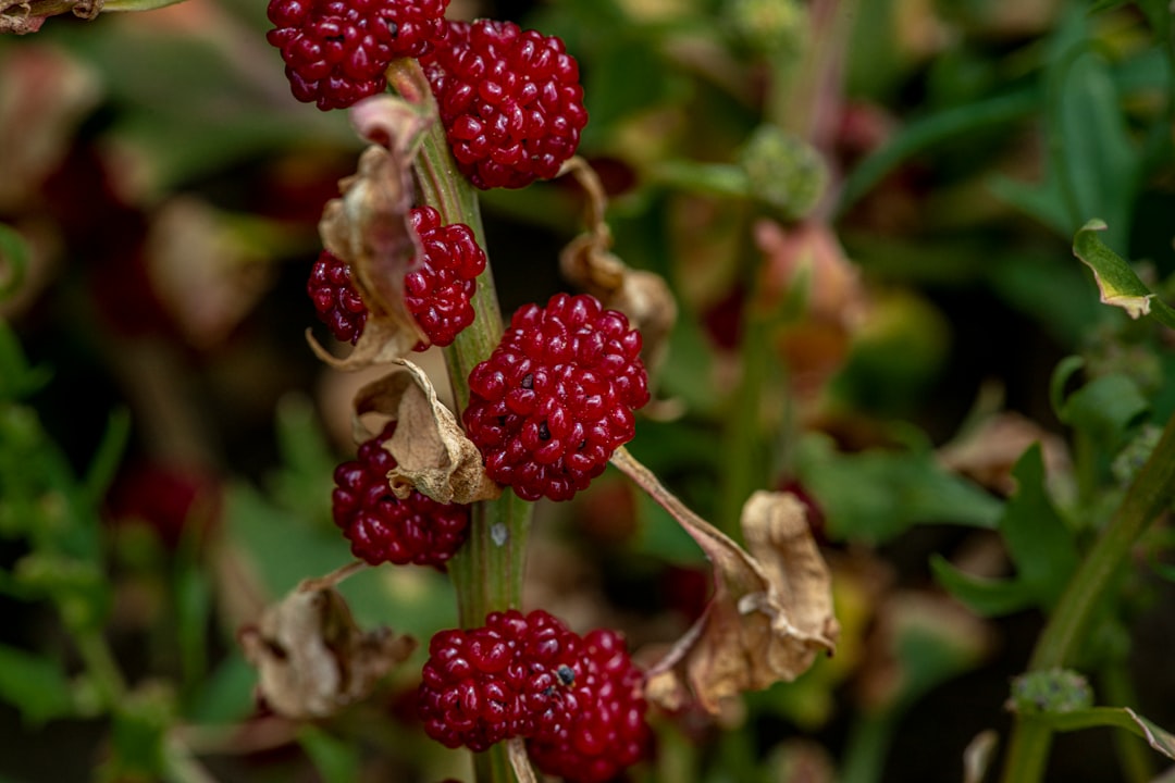 red raspberry in macro shot