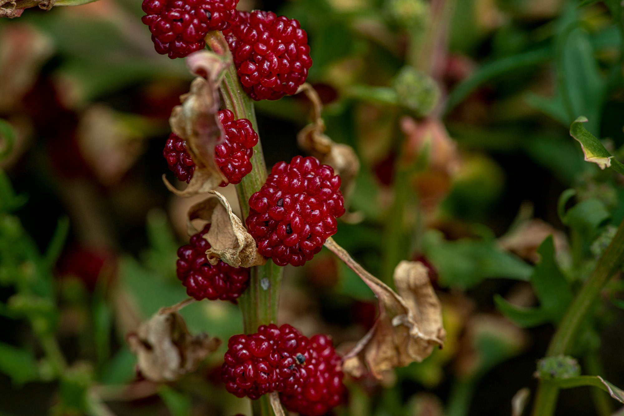 raspberry plant with fruit, raspberry leaf, raspberry plant