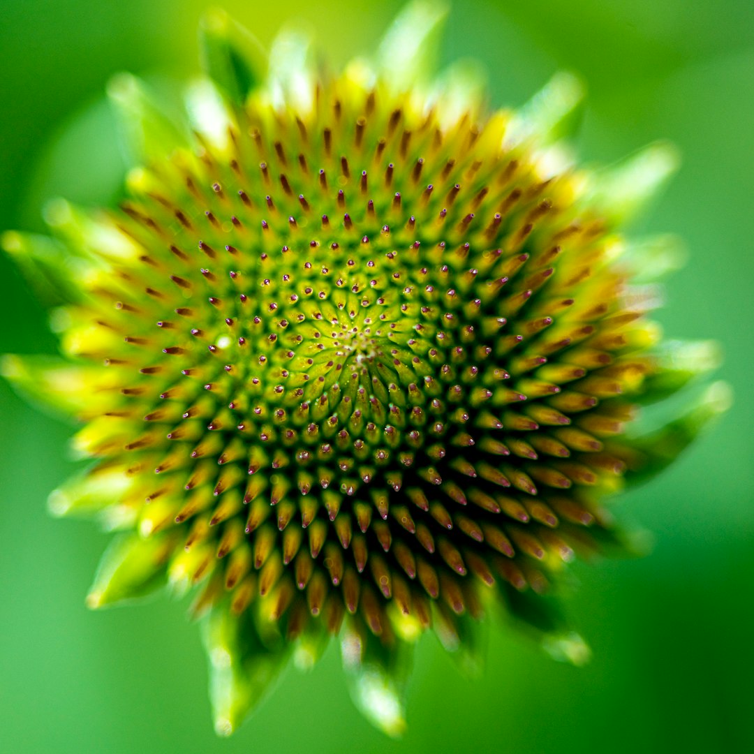 yellow and green flower in macro lens photography