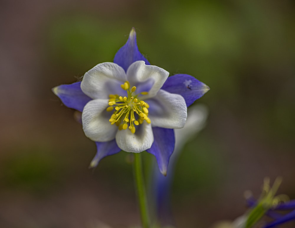 purple flower in tilt shift lens