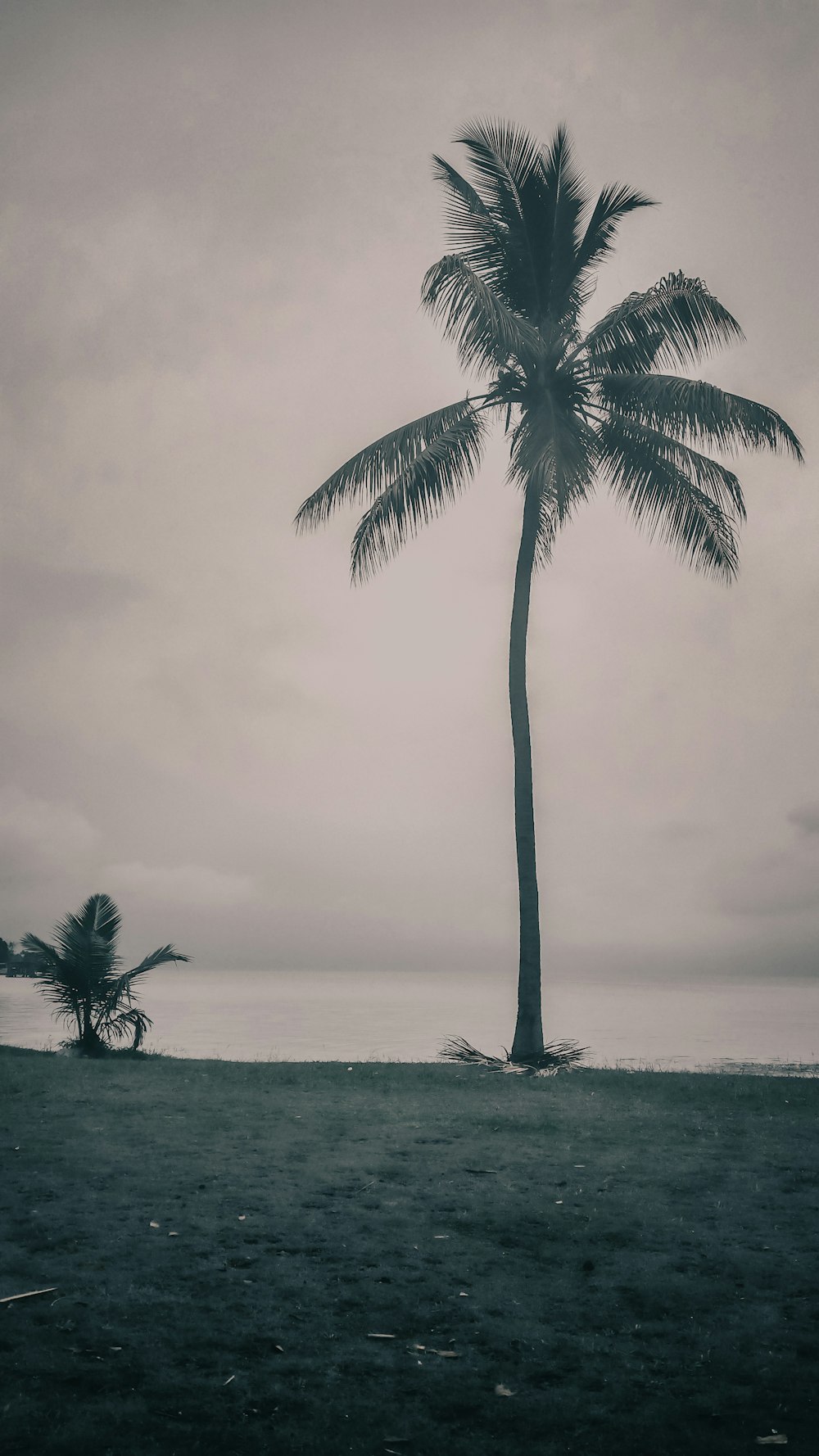 palm tree on beach during daytime