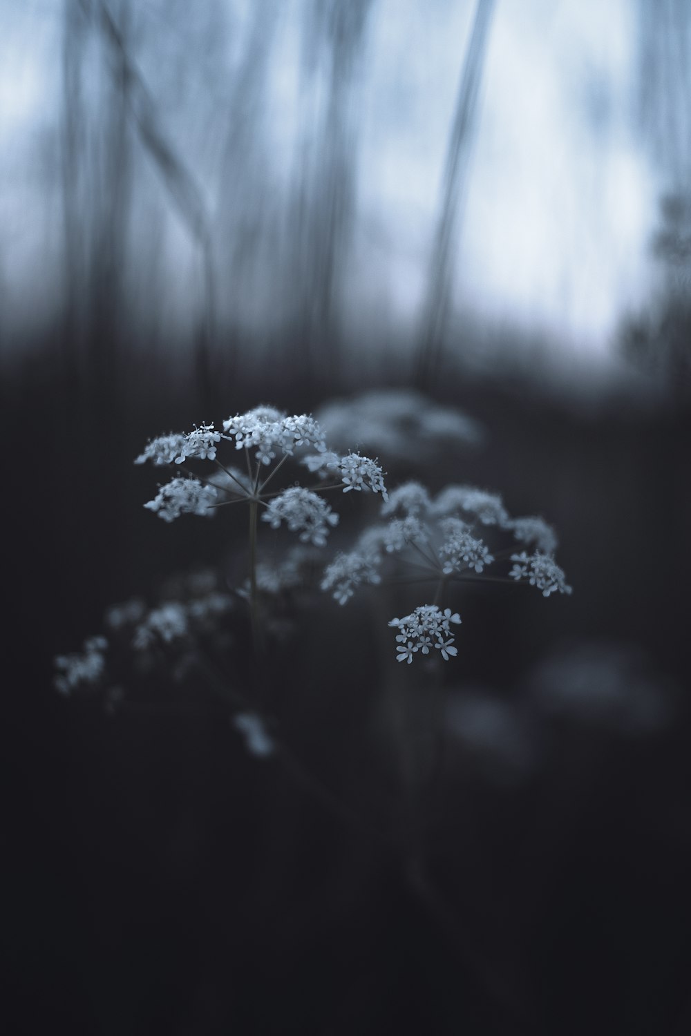 white flowers in tilt shift lens