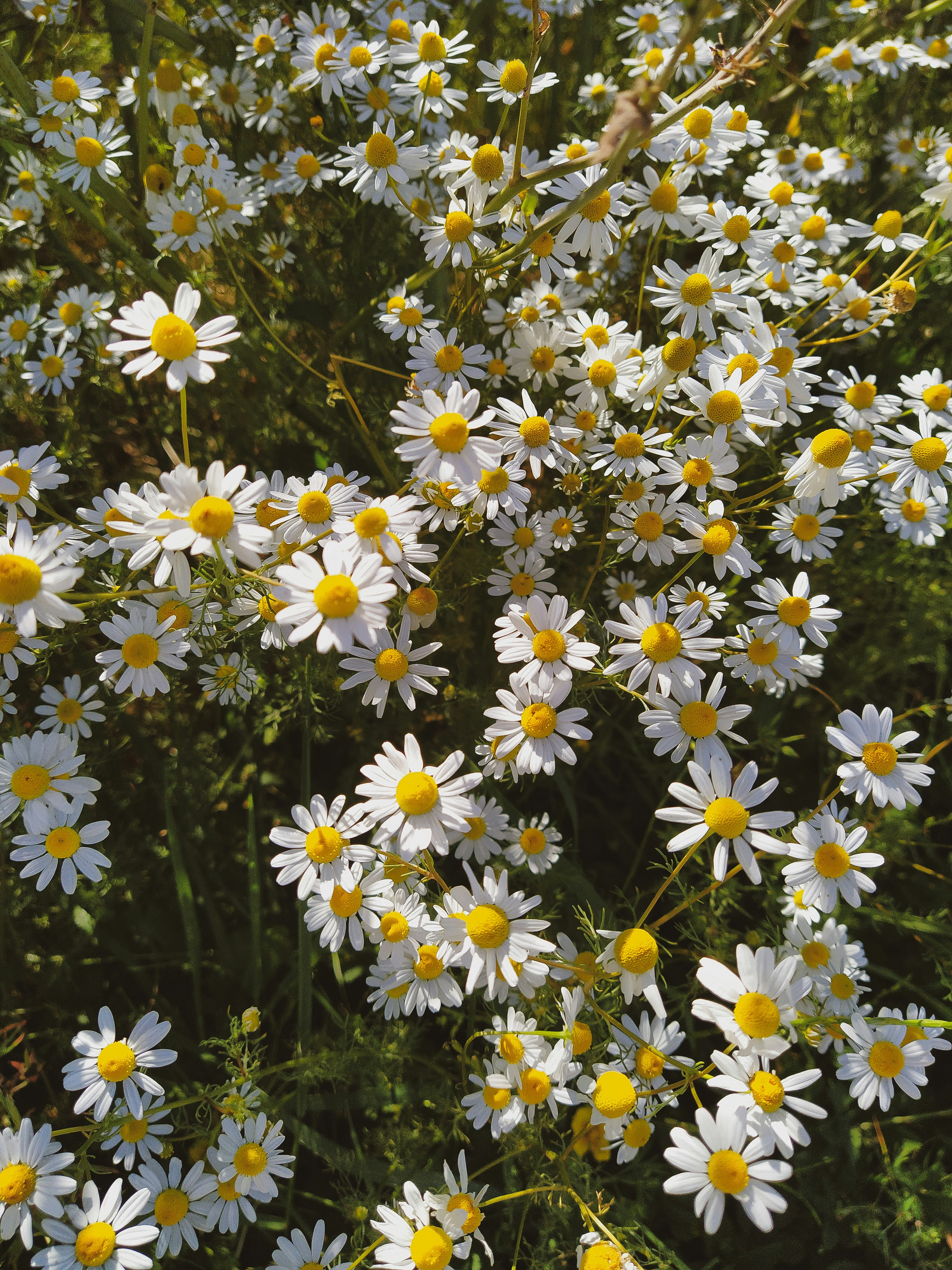 Daisies Pictures [HQ] Download Free Images on Unsplash