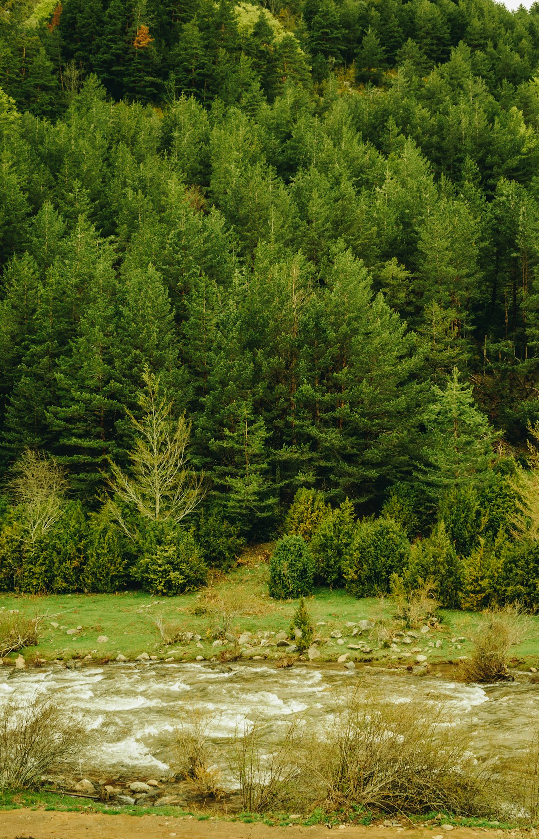 green trees on green grass field during daytime