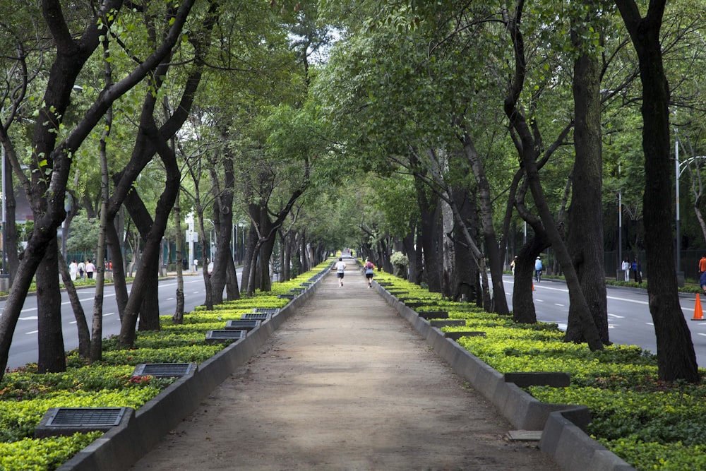 gray concrete pathway between green trees during daytime